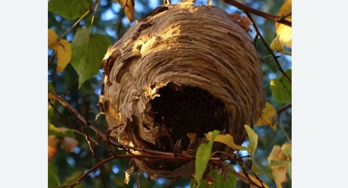 Уничтожение шершней в Карабаново