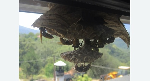 Уничтожение гнёзд шершней в Карабаново