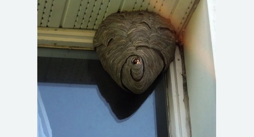 Уничтожение ос в Карабаново