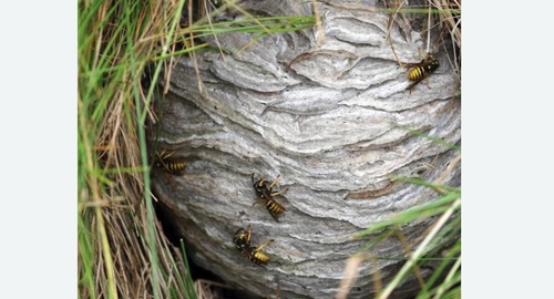 Уничтожение ос и ульев в Карабаново
