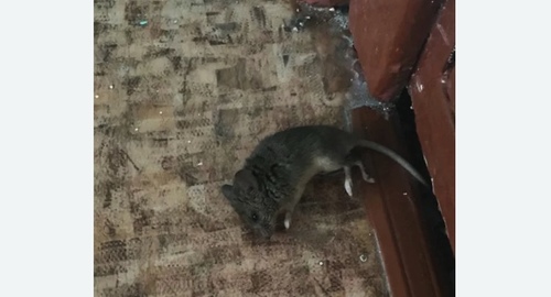 Дезинфекция от мышей в Карабаново