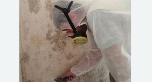 Обработка стен от плесени в Карабаново