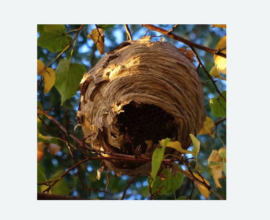 Обработка от шершней в Карабаново