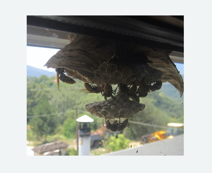 Уничтожение гнёзд шершней в Карабаново