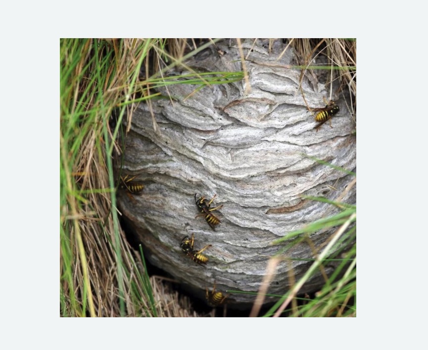 Уничтожение ос и ульев в Карабаново